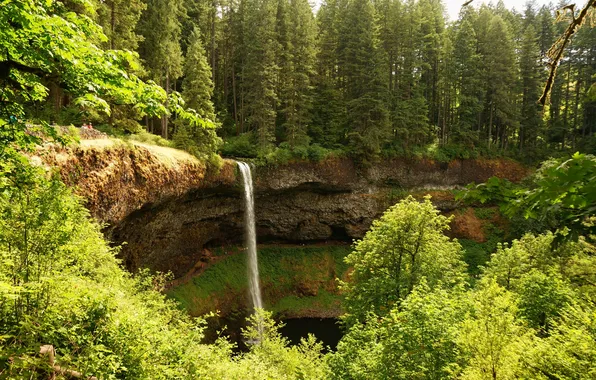 Greens, forest, trees, Park, open, waterfall, USA, Sunny