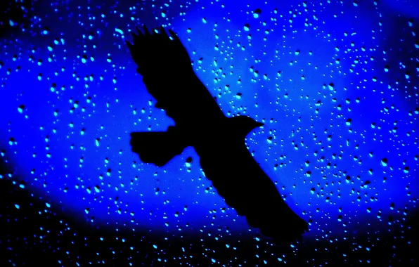 Drops, rain, bird, blur, silhouette, steko