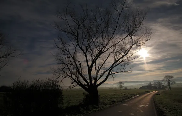 Road, tree, morning