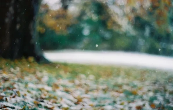 Leaves, snowflakes, glare, Tree, blur, bokeh, late autumn, the first snow