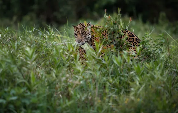 Picture Grass, Jaguar, Predator, Big cat, Wild Cat