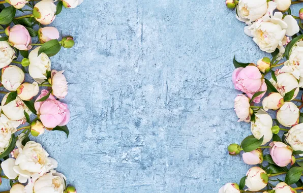 Picture background, blue, pink, buds, peonies