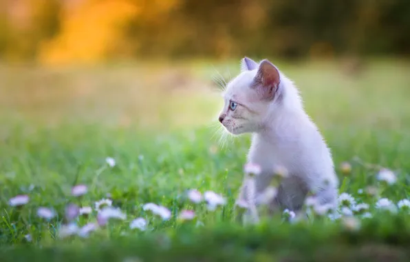Picture cat, white, flowers, kitty, clearing