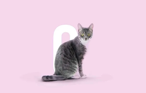 Cat, look, muzzle, sitting