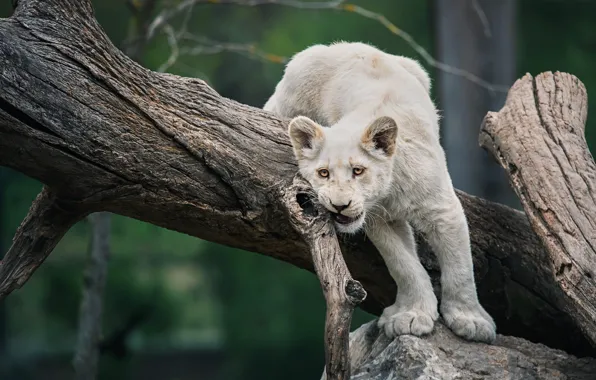 White, look, pose, tree, Leo, lioness, lion, lion