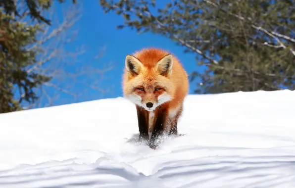 Winter, snow, Fox, Fox, crept