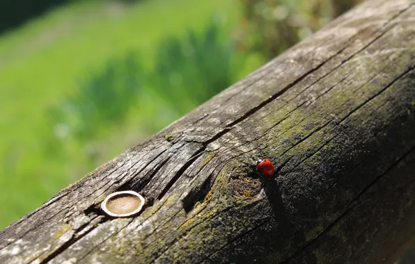 Greens, macro, animal, green, ladybug, spring, insect, bark