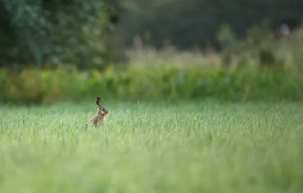 Summer, grass, trees, nature, hare