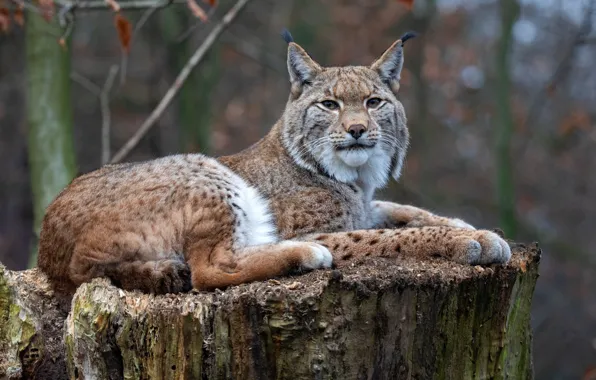 Autumn, look, branches, stump, lies, lynx, wild cat