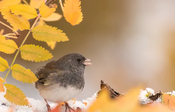 Picture autumn, leaves, bird, Gray Junco