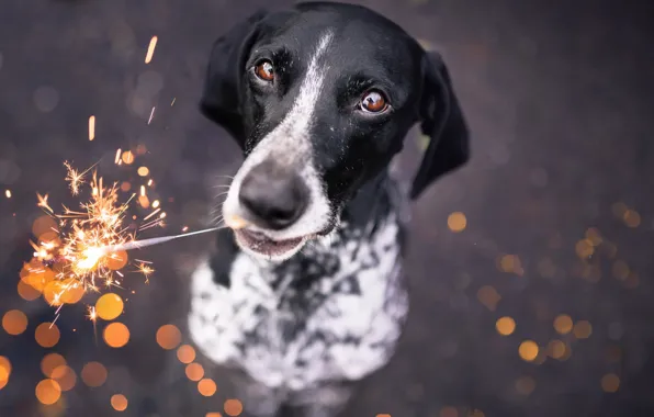 Picture each, dog, sparklers