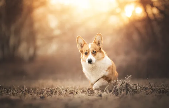 Autumn, grass, look, the sun, light, branches, nature, pose