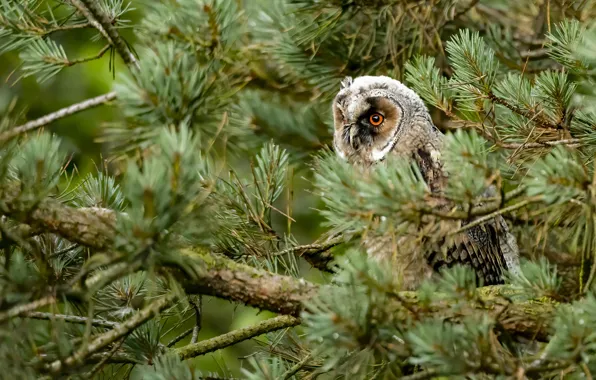 Picture look, branches, owl, bird, blur, needles, bokeh