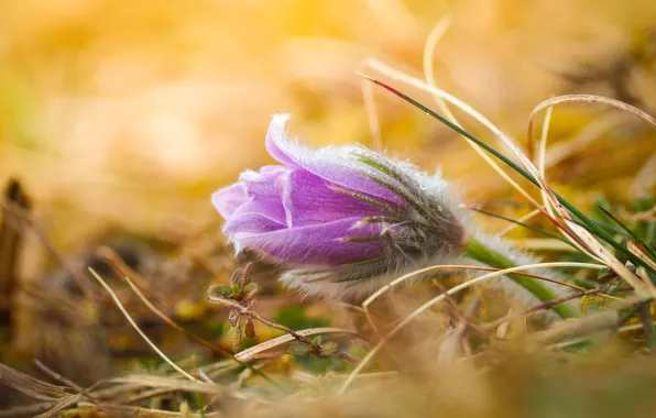 Macro, flowers, nature, dream grass