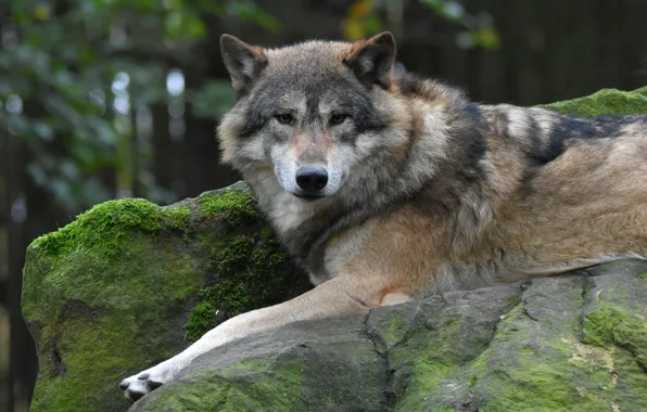 Picture look, face, pose, stones, grey, background, wolf, portrait