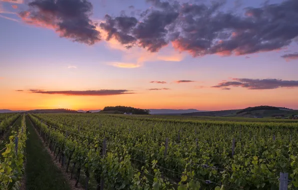 Field, sunset, vineyard