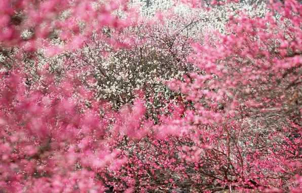 Trees, flowers, petals, beautiful, pink, white, pink, flowers