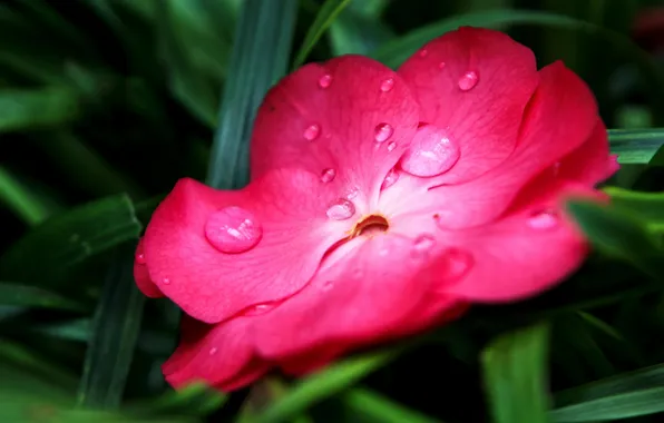 Picture flower, drops, nature, plant