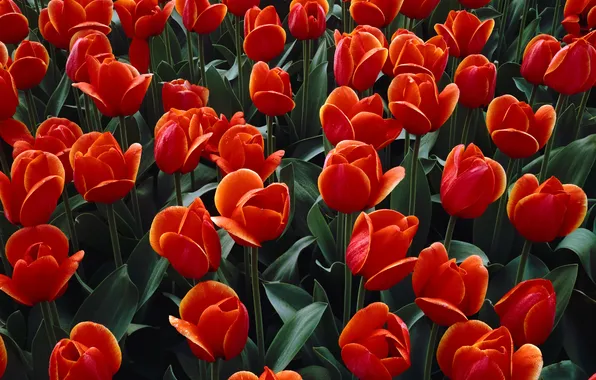 Picture red, Wallpaper, meadow, tulips, flowerbed