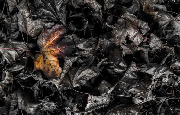 Picture leaves, macro, burning leaf