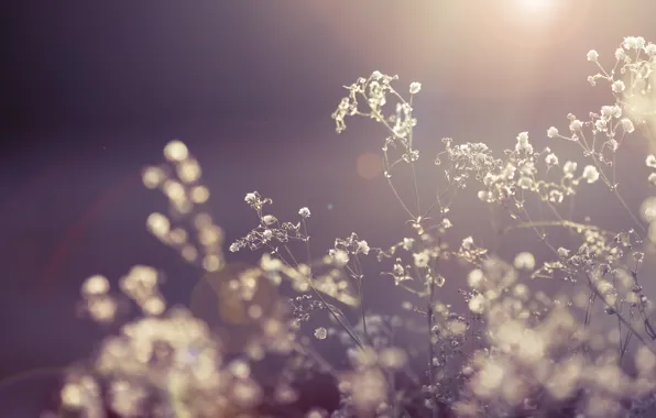 The sun, macro, rays, light, flowers, nature, plant, dry