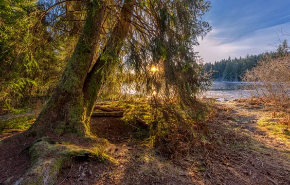 Picture the sun, light, trees, branches, shore, pond