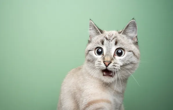 Cat, eyes, cat, look, pose, surprise, mouth, face