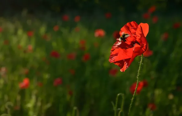 Field, flower, summer, light, red, glade, Mac, Maki