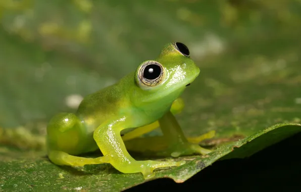 Macro, background, leaf, frog, green