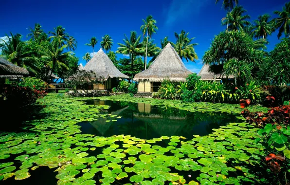 Picture summer, the sun, lake, palm trees, Island, hut, resort, water lilies