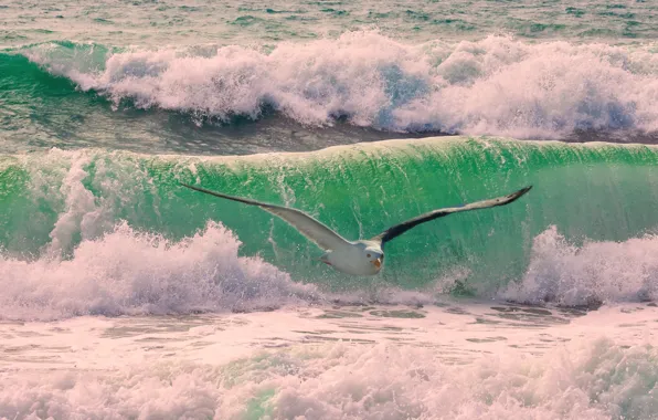 SEA, WINGS, FLIGHT, SURF, WAVE, SQUIRT, BIRD, SEAGULL