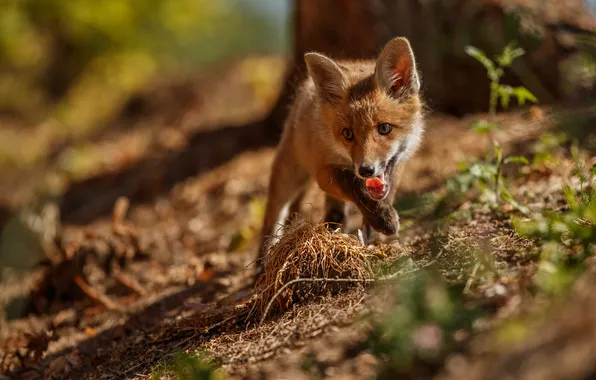 Red, fox, foxes