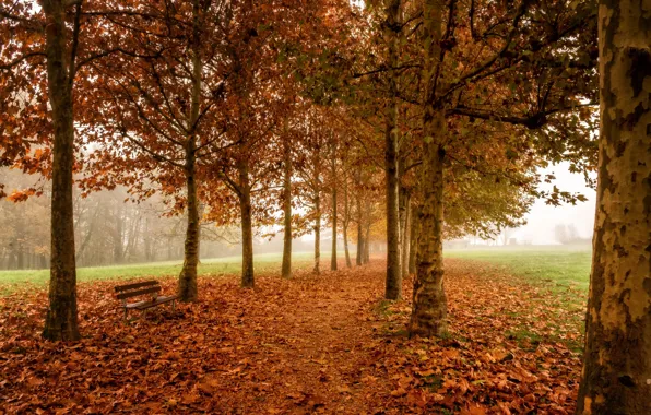 Autumn, trees, bench