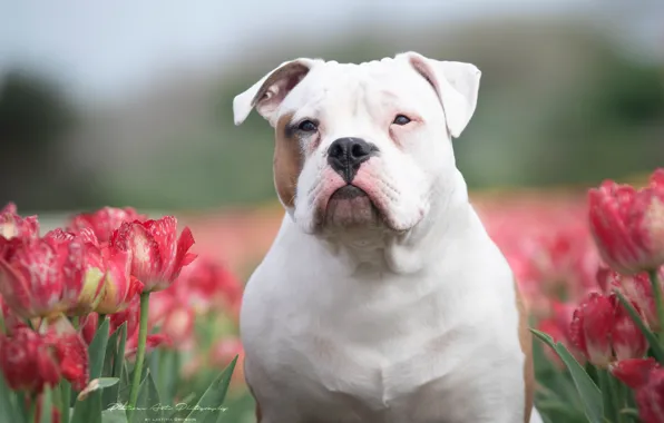 Look, face, flowers, dog, tulips