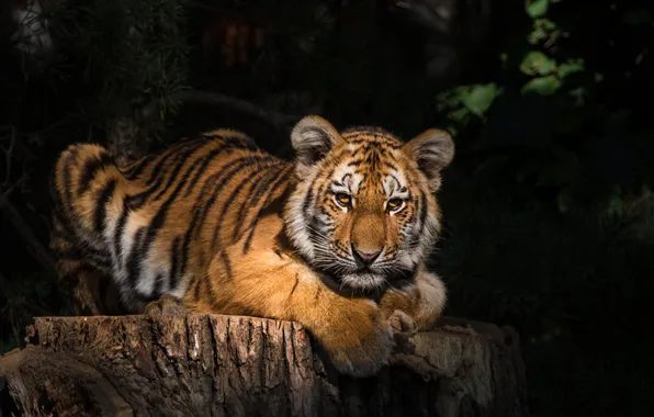 Look, light, tiger, the dark background, stump, paws, lies, shadows