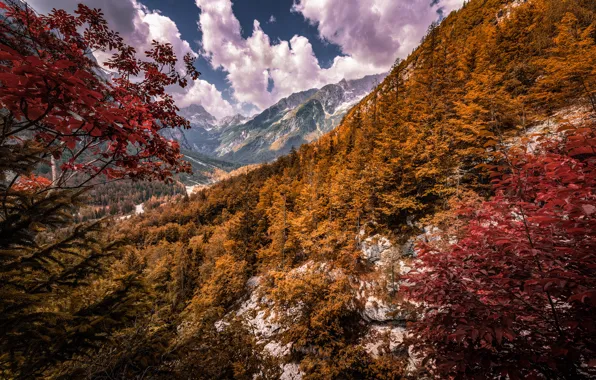 Autumn, forest, trees, mountains, Alps, Slovenia, Slovenia, Alps