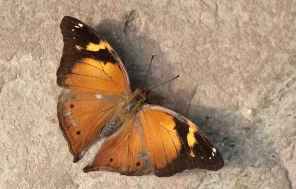 Microsemi, wings, Butterfly, insect, beautiful, closeup