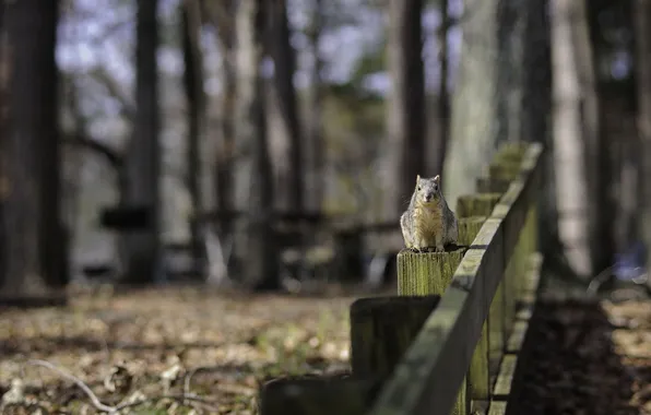 Nature, the fence, protein