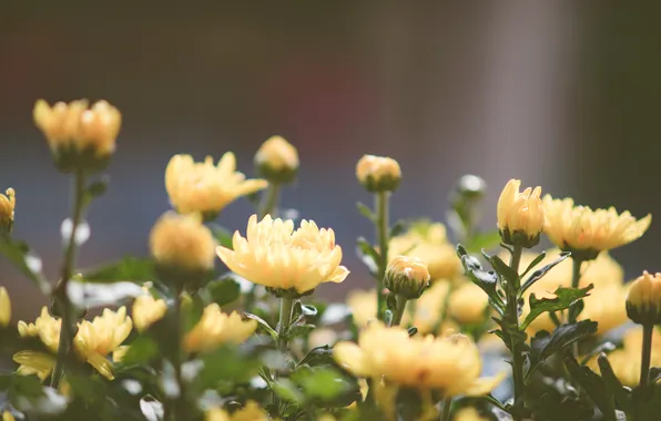Flowers, yellow, petals