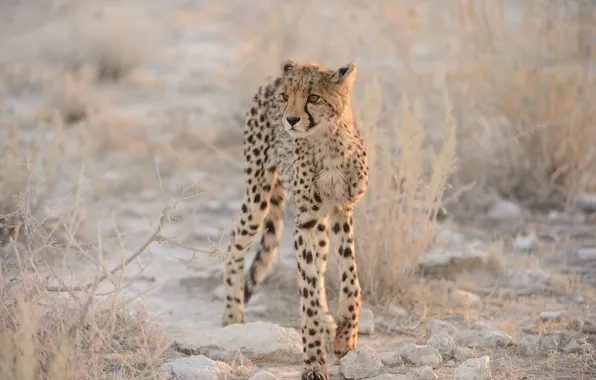 Picture cat, Cheetah, cub