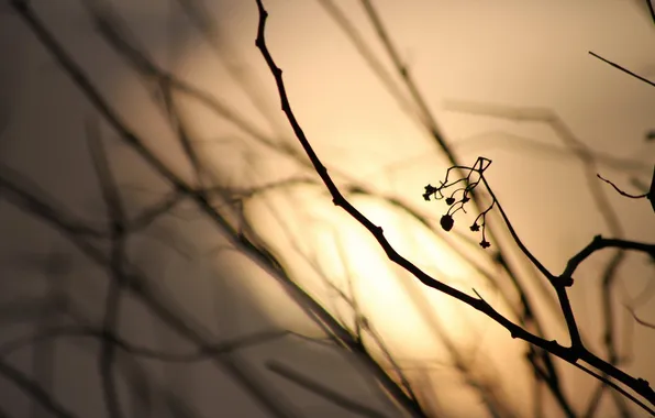 Picture light, branches, nature