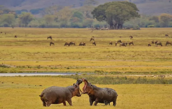 Hippo, Africa, tournament, Hippo