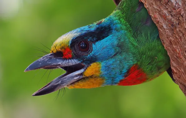 Picture bird, head, beak, woodpecker, the hollow, Asian woodpecker, Silver brotastic