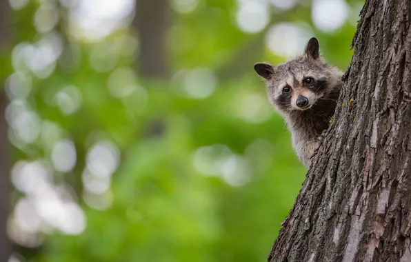 Pose, tree, raccoon, trunk, face, green background, bokeh, Peeps
