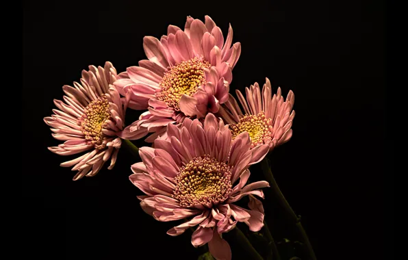 Picture flowers, chrysanthemum, the dark background