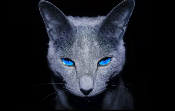 Cat, cat, muzzle, black background, blue eyes, meow, house pet,