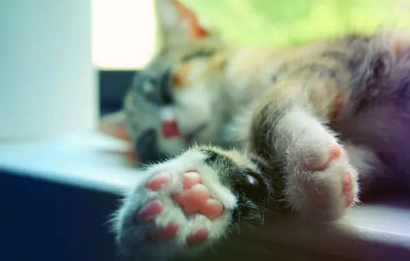 Cat, cat, macro, paws, sleeping, sill