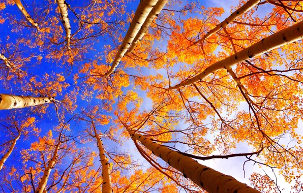 Autumn, the sky, leaves, trees, trunk