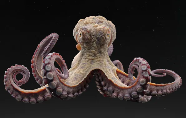 Picture octopus, tentacles, black background, octopus, computer graphics, black background, tentacles, computer graphics