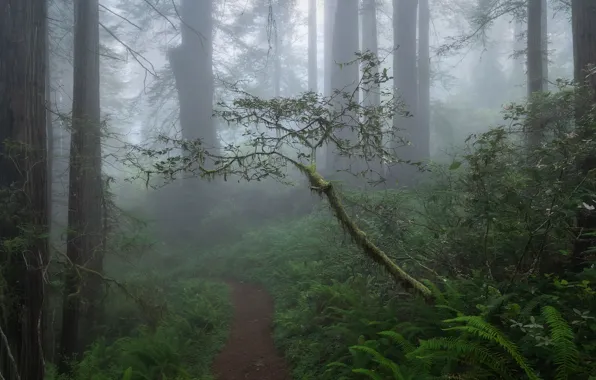 Picture forest, trees, nature, fog, path